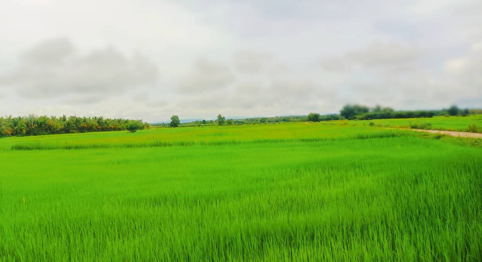 ทุ่งนาข้าวยาไทร